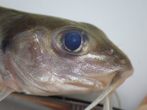 Chrysichthys nigrodigitatus = Caught in the Ivory Coast. Head view 