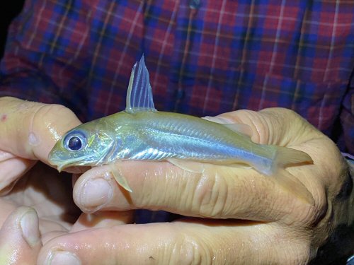 Chrysichthys nigrodigitatus = Juvenile-Ogooue-Ivindo, Gabon 