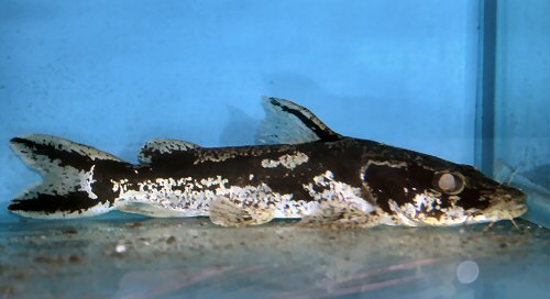 Chrysichthys ornatus 