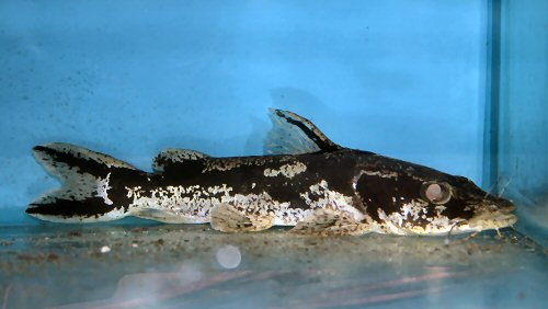 Chrysichthys ornatus