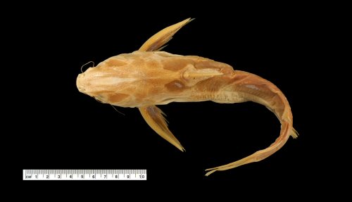 Cinetodus froggatti = Holotype-dorsal view, Strickland River, New Guinea