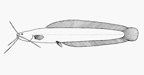 Clariallabes petricola = line drawing