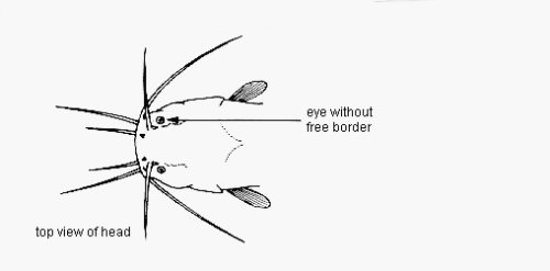 Clariallabes petricola = Line drawing-dorsal head view