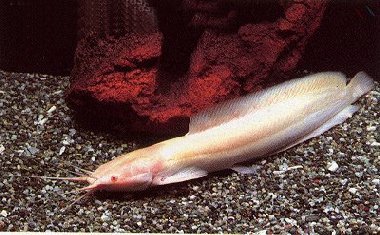 Clarias batrachus = Albino