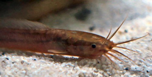 Clarias alluaudi