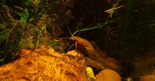 Clarias alluaudi = in aquarium