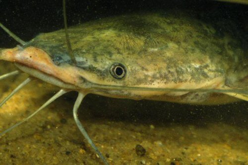 Clarias anguillaris  = head view