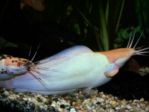 Clarias batrachus = Pair of Piebald/Pink