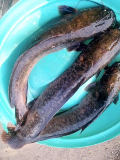 Clarias buettikoferi = from Guinea