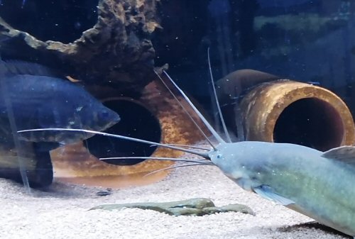 Clarias buthupogon = head view