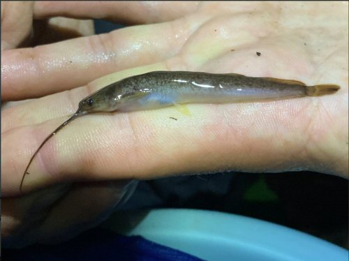 Clarias buthupogon = Ogooue-Ivindo, Gabon