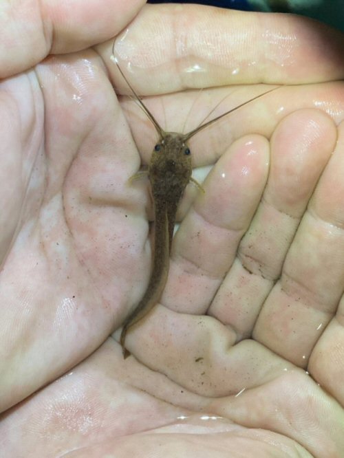 Clarias buthupogon = Dorsal view-Ogooue-Ivindo, Gabon 