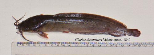 Clarias dussumieri = India, 03.10.2017, Length 21.5 cm.; Weight 69 grams 