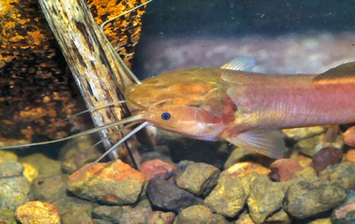 Clarias ebriensis = Head view