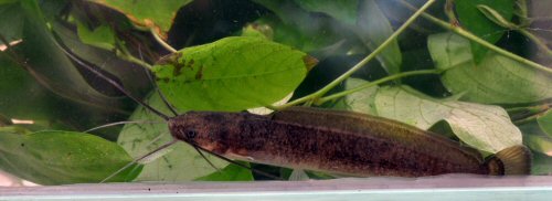 Clarias gabonensis