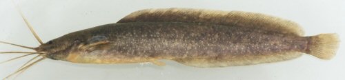 Clarias gabonensis = Bas-Congo, Democratic Rep. of the Congo