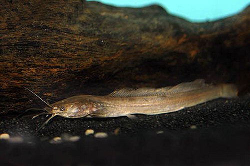 Clarias jaensis