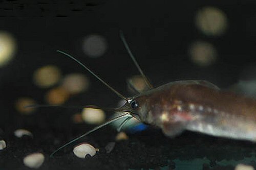 Clarias jaensis = head view