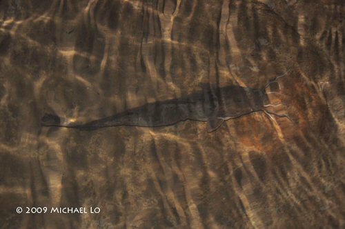 Clarias leiacanthus 