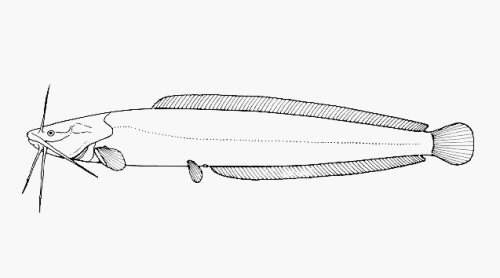 Clarias liocephalus = line drawing