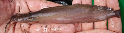 Clarias liocephalus = Tanzania