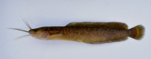 Clarias liocephalus = Angola