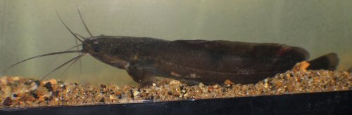 Clarias maclareni