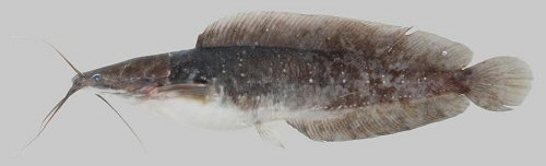 Clarias macrocephalus 