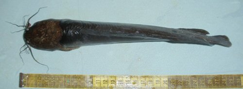 Clarias magur = dorsal view