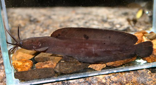 Clarias meladerma 