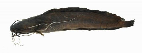 Clarias monsembulai = holotype