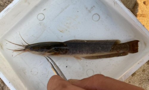 Clarias ngamensis = Upper Zambezi River