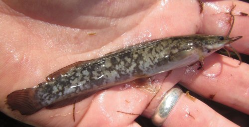 Clarias ngamensis = Ngamiland North, Botswana