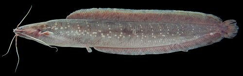 Clarias nieuhofii 