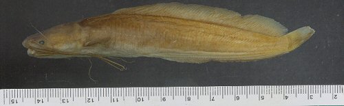 Clarias pachynema