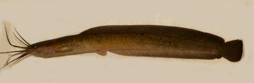 Clarias salae - Little Scarcies River, Sierra Leone