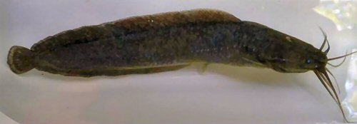 Clarias theodorae