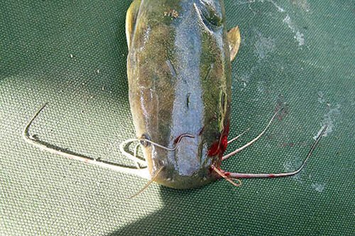 Clarias werneri = head view