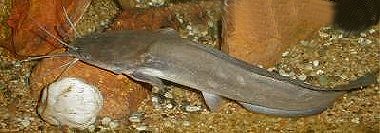 Clarias batrachus = Normal Variety