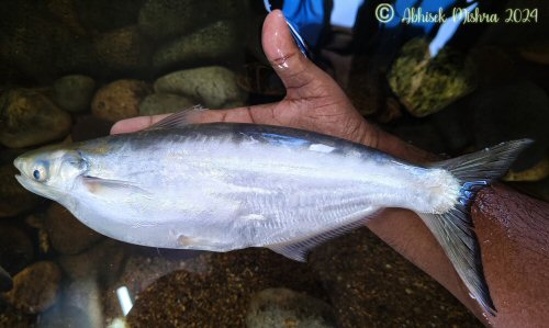 Clupisoma bastari = Gravid female-Mahanadi river, Odisha, India