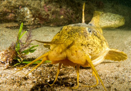 Cnidoglanis macrocephalus = Head view-Shelly Beach, Manly, NSW