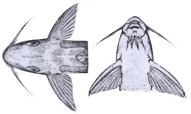 Synodontis congicus 