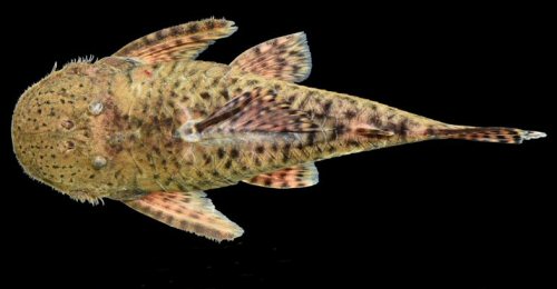 Cordylancistrus pijao - Middle Magdalena River in southeastern Antioquia Department, Colombia. Dorsal view.