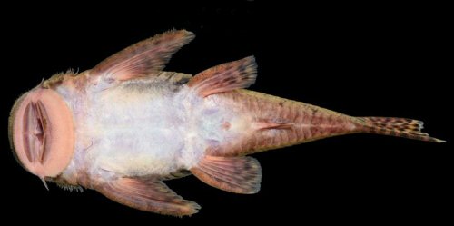 Cordylancistrus pijao - Middle Magdalena River in southeastern Antioquia Department, Colombia. Ventral view.