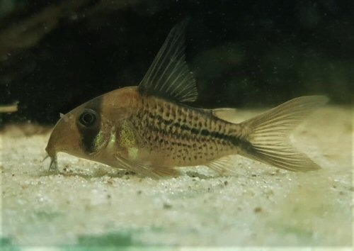 Hoplisoma sp. (C003)