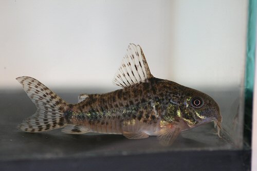 Hoplisoma gryphus = female