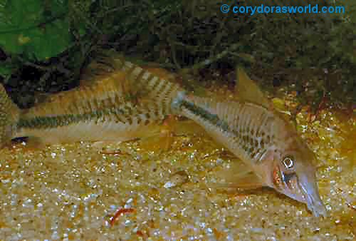 Corydoras sp. (C008)