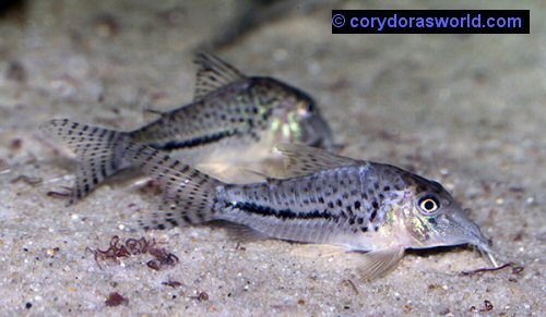 Corydoras sp. (C008)