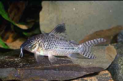 Corydoras sp. (C109)