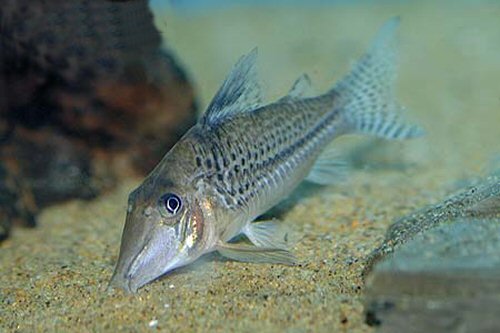 Corydoras sp. (C109)